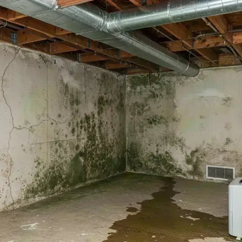 Professional Mold Removal in Seward County, NE